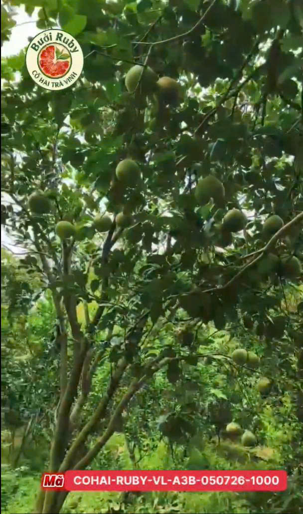Vườn Anh Ba Bưởi
