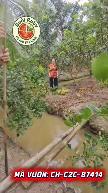 Vườn Cậu Hai Tiểu Cần